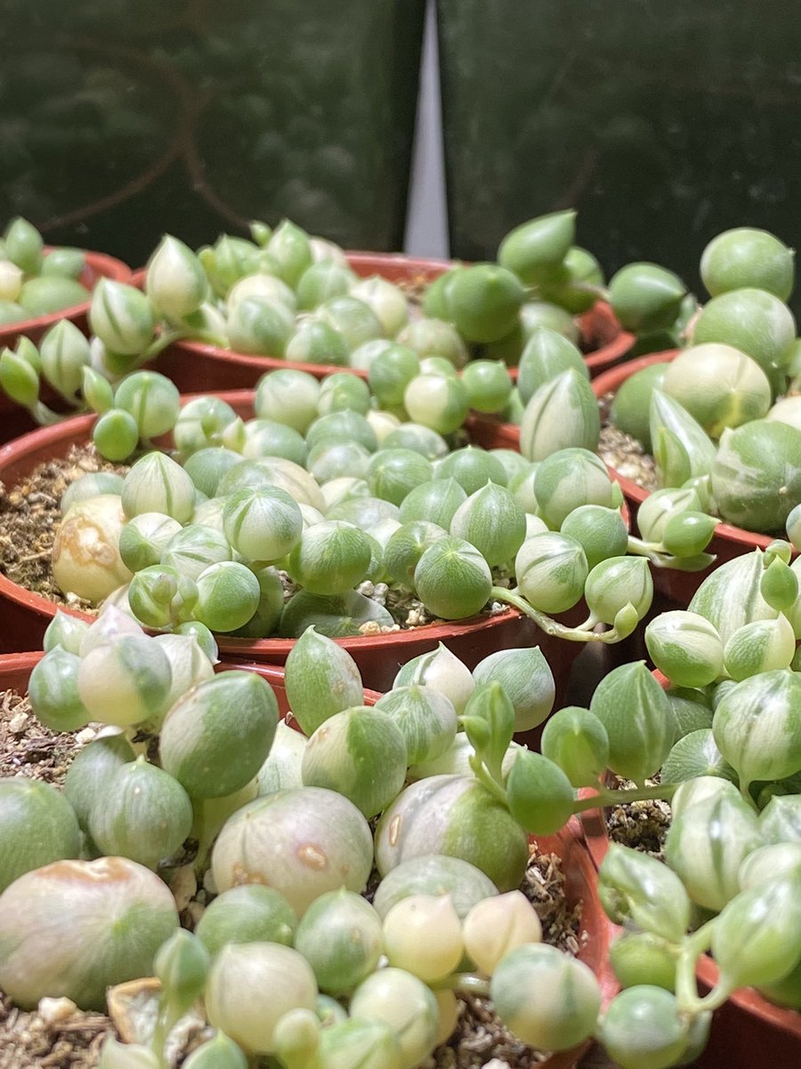 MossTimber's tweet photo. We’ve got some rare boys, folks 😵 variegated String of Hearts, variegated pearls, Euphorbia obesa and Gymnocalycium asterium, and lots more! https://t.co/zGgxIzVrvd