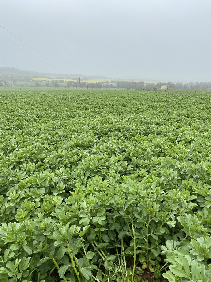 First crack at Fabas going alright at Northam. Handling a very wet year and constant wet feet very well.