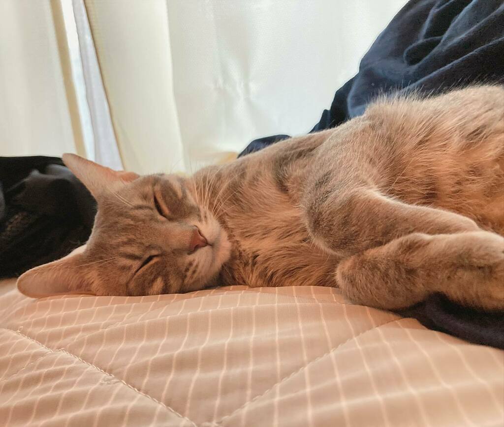 うずら ねこちゅーばー Uzura Cat Twitter