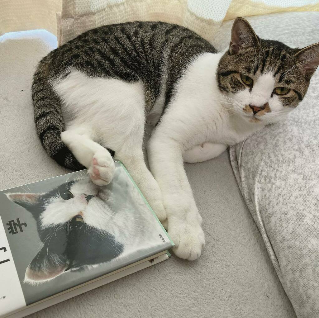 うずら ねこちゅーばー Uzura Cat Twitter