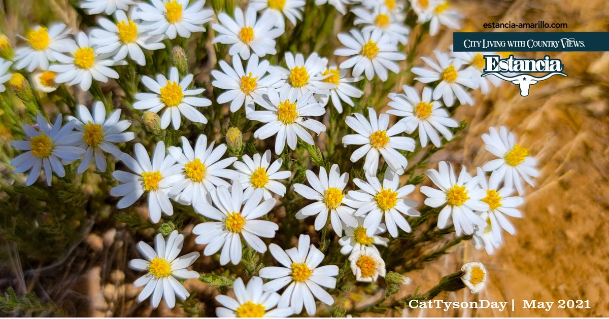 The wild flowers line the countryside. #amarillotexas #northwestamarillo #lotsforsale