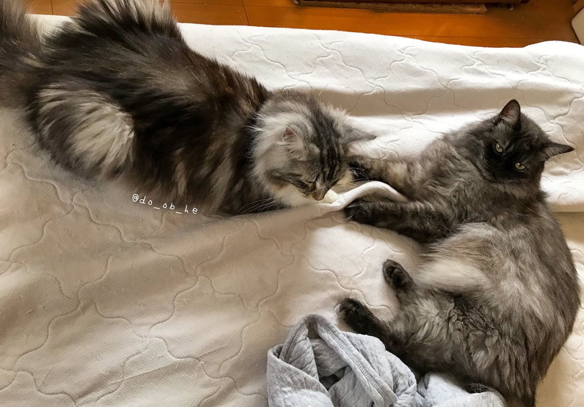 do_ob_he's tweet photo. そんなぎんパパよりいつの間にか
大きく育った　しろく1才

#norwegianforestcat
#ノルウェージャンフォレストキャット
#ragamuffin #ラガマフィン https://t.co/UaUNviqxwh