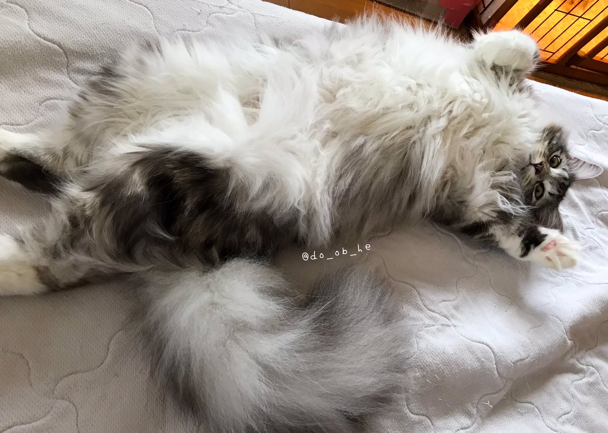 do_ob_he's tweet photo. そんなぎんパパよりいつの間にか
大きく育った　しろく1才

#norwegianforestcat
#ノルウェージャンフォレストキャット
#ragamuffin #ラガマフィン https://t.co/UaUNviqxwh