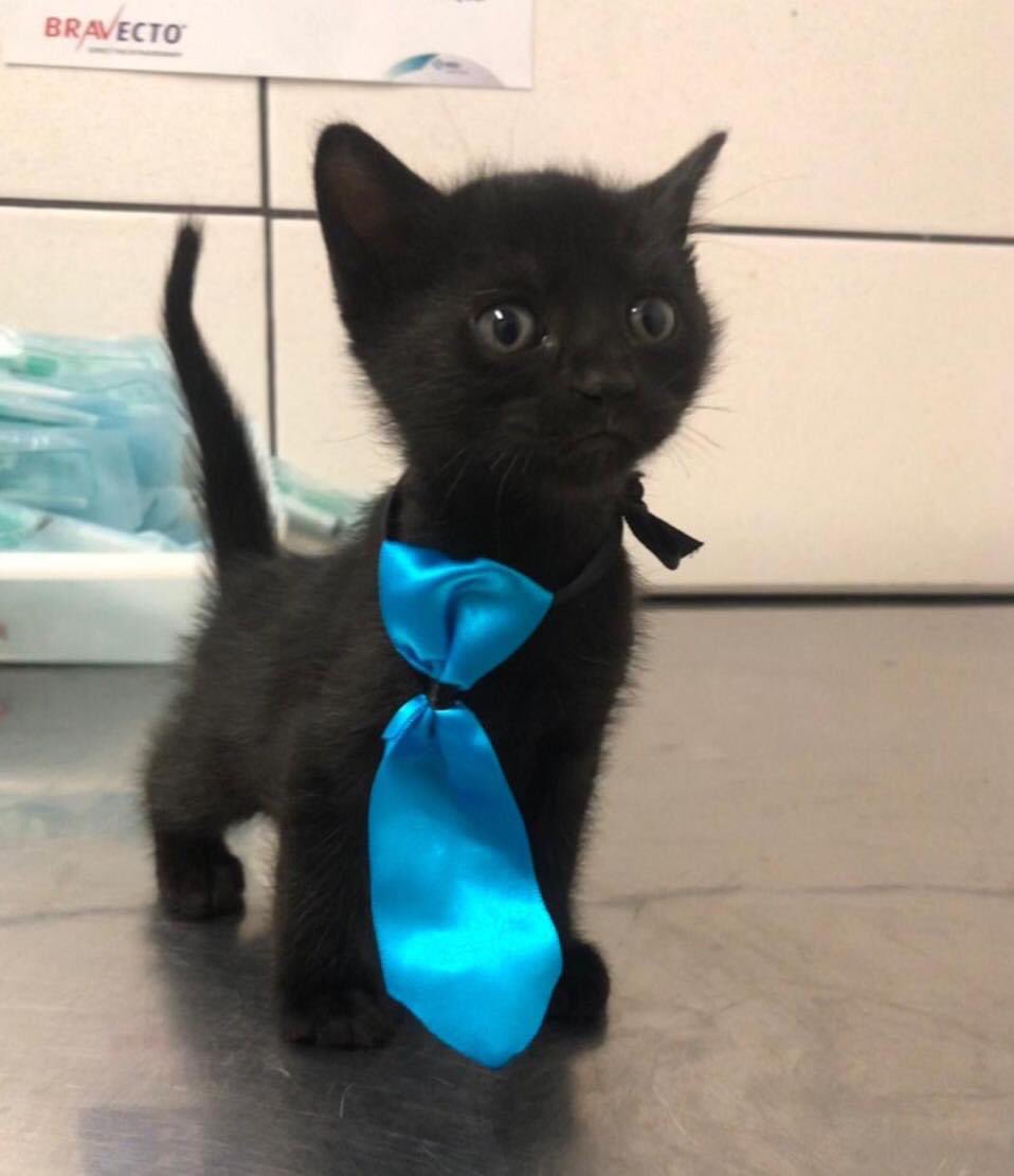dameunapatapy's tweet photo. MILO en adopción responsable 💙
Este churro tiene 45 días aprox, sanito, vacunado y desparasitado.
Busca una familia que le de mucho amor 😍

Va con compromiso de castración si o si.
Para adoptarlo: 0971-111939 (sólo WhatsApp) y te enviamos el cuestionario de adopción 🙌🏻 https://t.co/40KYXf9CcX