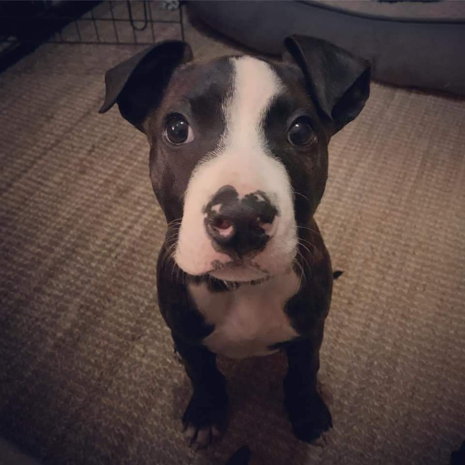 4lyfe_rescue's tweet photo. Get whisked away with this little guy
https://t.co/C9gRtJT5C1
Egg is our only pet in care currently looking for his #home4Lyfe. We'll let you know when everyone is ready 😊
#Egg4Lyfe #Egbert #Bertie #DogsofCanberra #puppiesofinstagram https://t.co/aYGVPfNv5Y