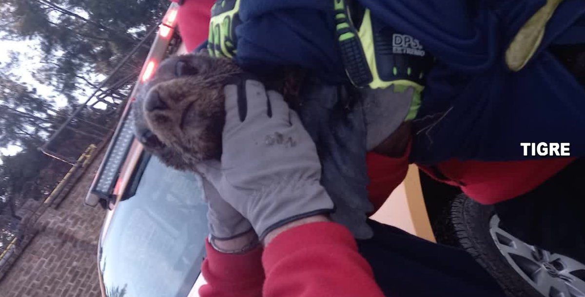 ZNVISION's tweet photo. Rescate animal: Defensa Civil Tigre socorrió a un lobo de río que estaba varado en un zanjón
#DefensaCivilTigre #loboderío #Rescateanimal #zanjón
@alertatigre
@MunicipioTigre
https://t.co/bcHMR3jU50 https://t.co/BeytgXPwNS