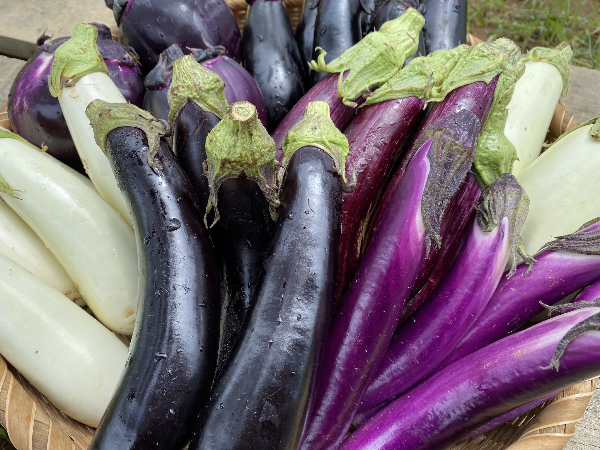 تويتر フジワラアグリコルトゥーラ على تويتر ナスの花が紫色って知っていましたか この紫色の正体は アントシアニンという成分で 抗酸化作用や美容にいいと言われています ナスの紫色も全てアントシアニンの色なんです ぜひ 夏はナスを食べて健康できれいな