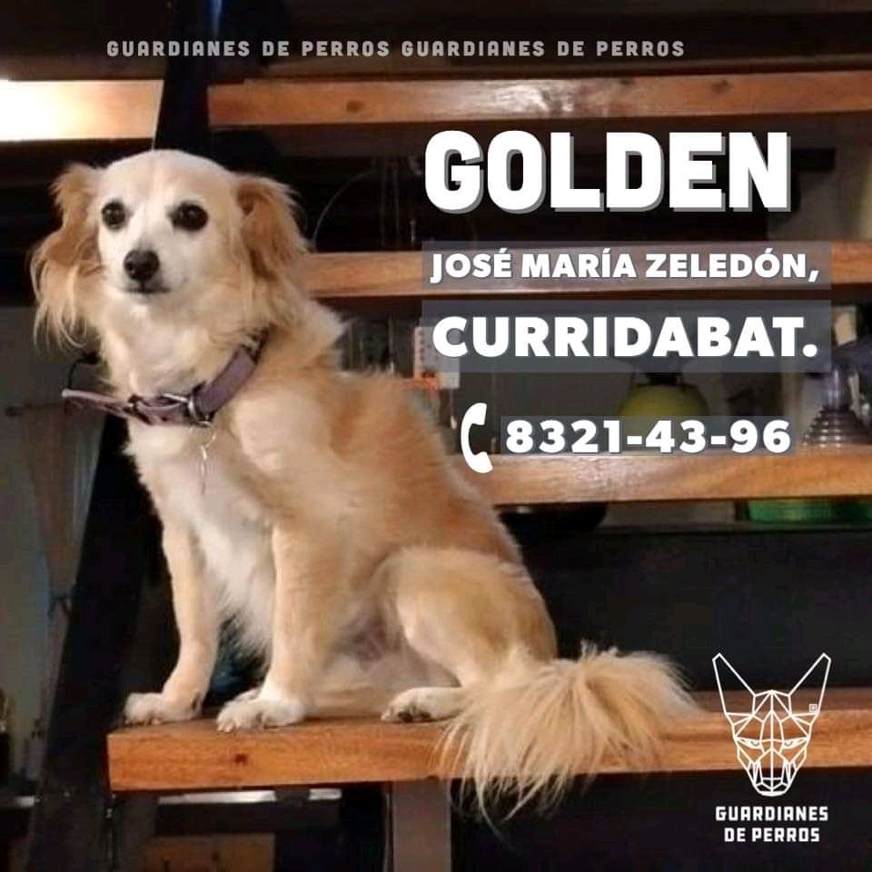 HippieJellyFish's tweet photo. Mi perrita Golden se escapó en los alrededores de El Hogar, José María Zeledón, Curridabat. Por favor ayúdenme a compartir su foto para que llegue a más gente y podamos encontrarla sana y salva. https://t.co/LyyJA9fhpD