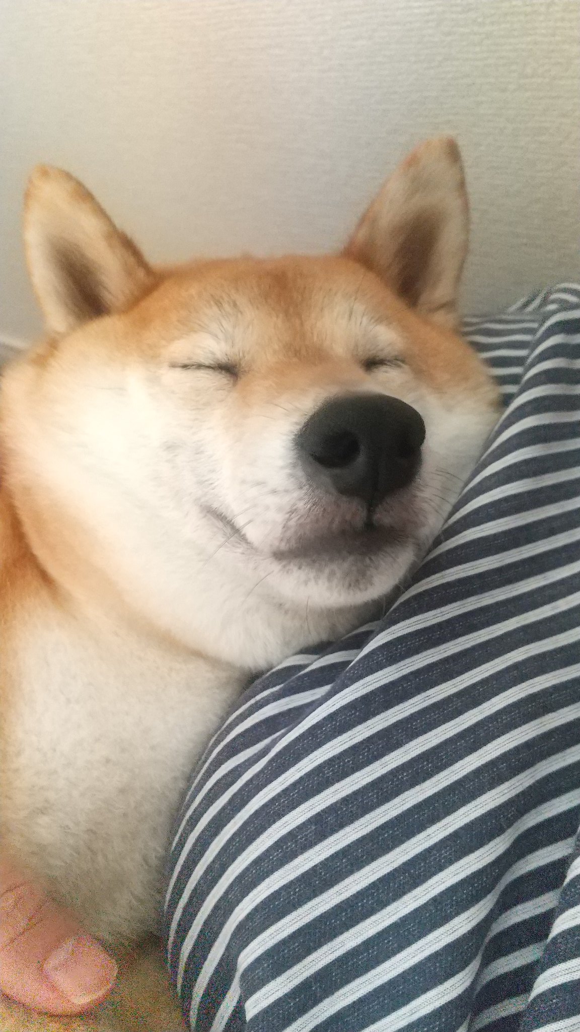 柴犬のひな茶太 Shibahinachan Twitter