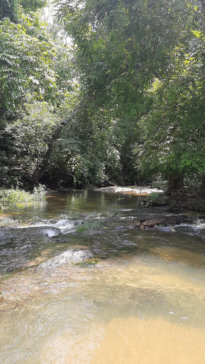 AmloverRed's tweet photo. Que triste ver tanta belleza natural y que la gente cochina no cuide su propio entorno, aquí en el ejido Colombia del municipio de Acapetahua en Chiapas!! https://t.co/JQ2i9SG4xq