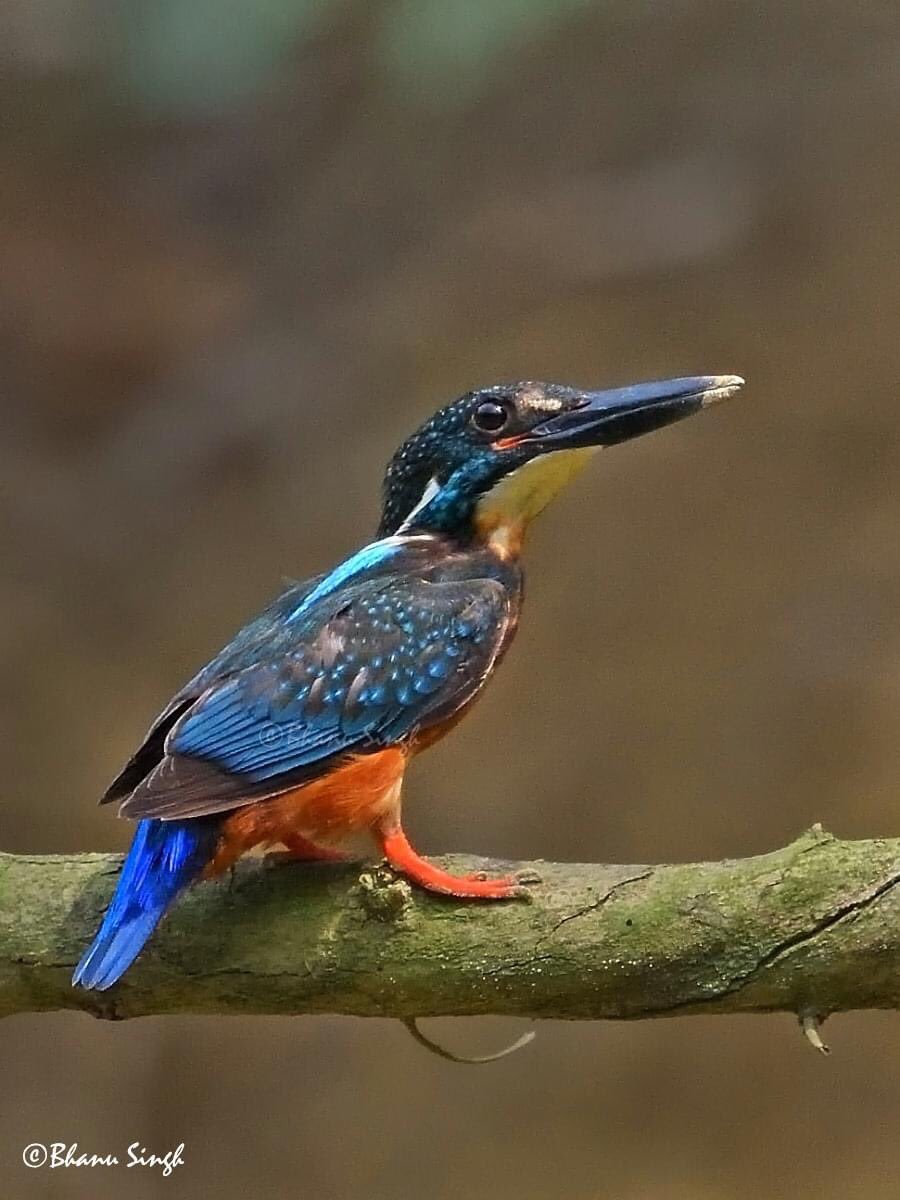 BhanuSi's tweet photo. Blyth’s Kingfisher
A rarity from Pakke Tiger Reserve, Arunachal
#birds #NaturePhotography #birdsphotography #BBCWildlifePOTD #nature #BirdsofArunachal #ThePhotoHour #TwitterNatureCommunity #twitter #IndiAves #birdwatching #birdsofindia
@MyGovArunachal https://t.co/YGv7Us9yO1