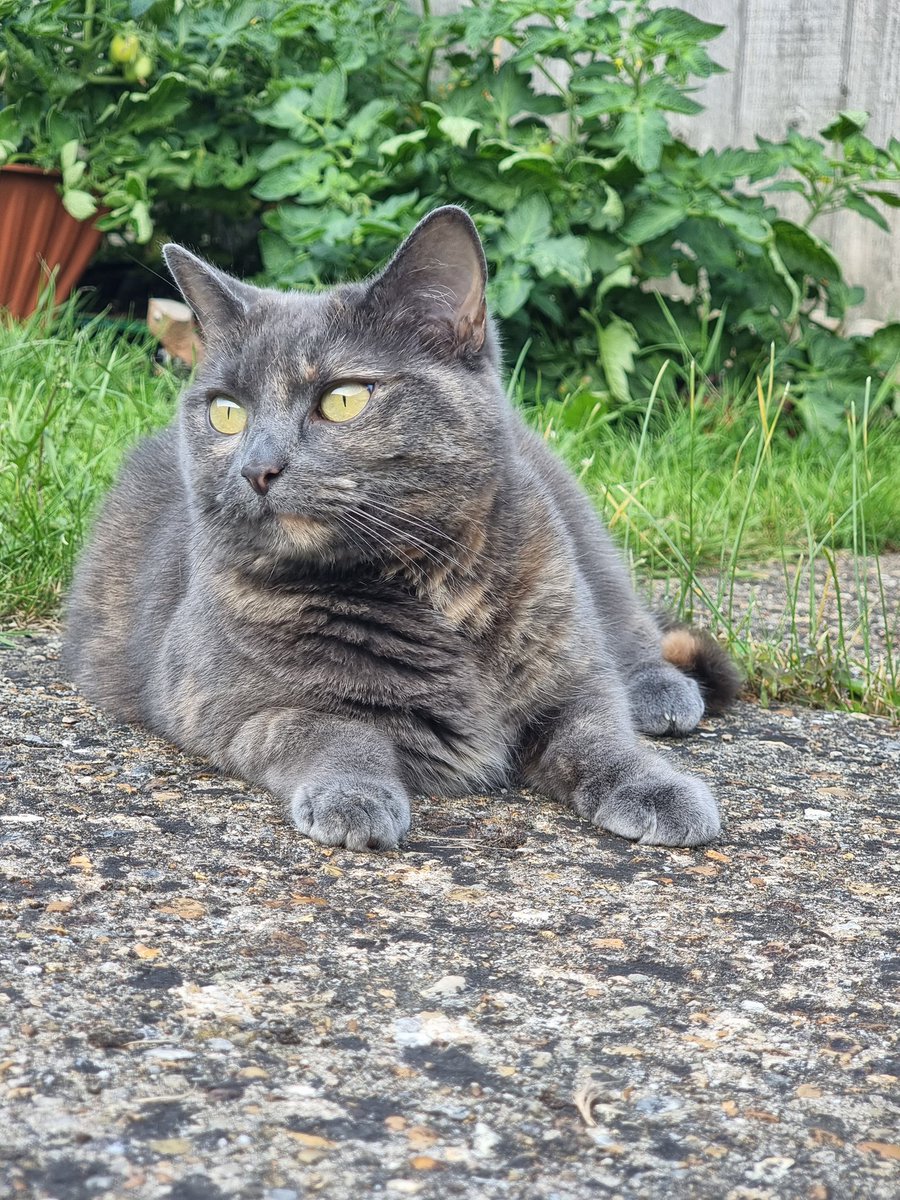 RosieRosie0044's tweet image. Izzy in a reflective mood 😻 @mill_cats @SocksMcFurry @TreezyDD @daffronsandd @JanisWinehouse ❤