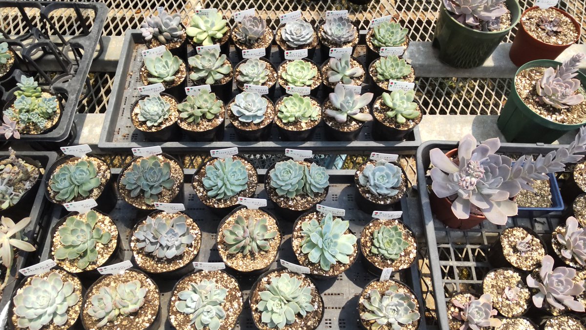 多肉屋 アルメリア Nhc9mxtgb9hl8ey Twitter