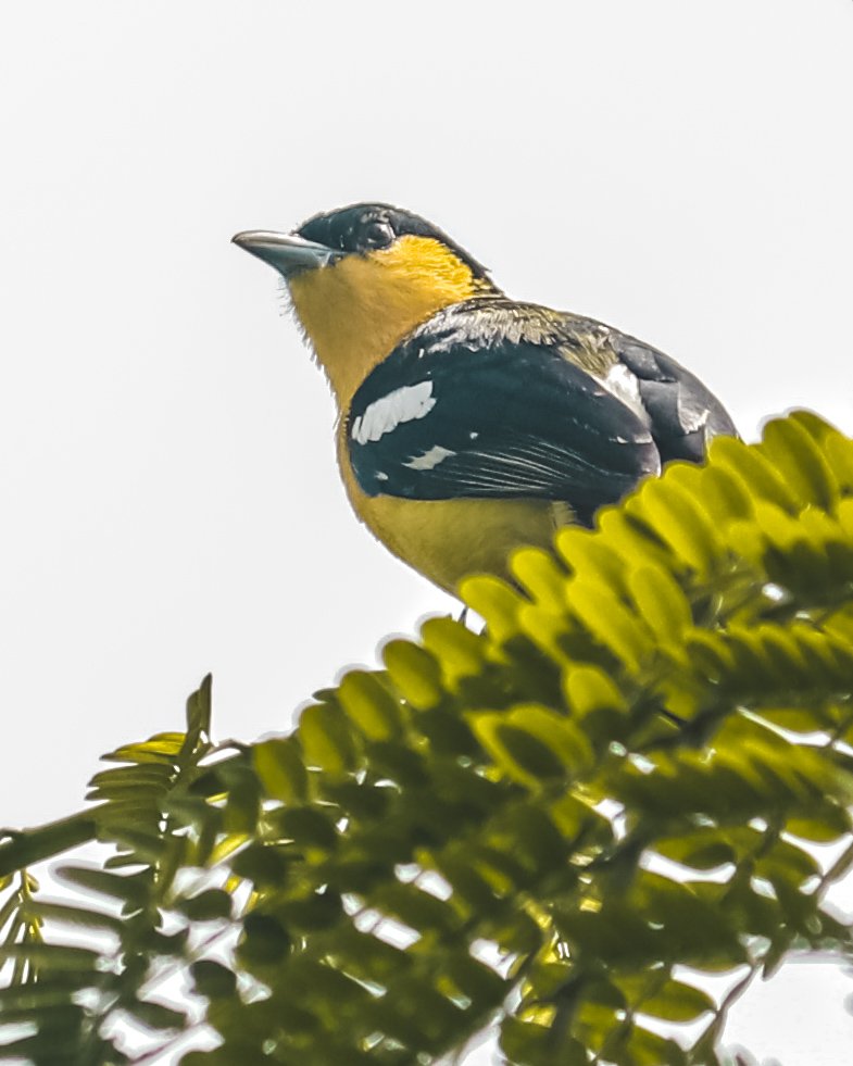 SoorajSurvashe's tweet image. Common Iora (  सुभग )

These birds are quite vocal and can produce a wide variety of calls. 

#commoniora #dragonbreath #bird 
#birdwatching #birds_of_instagram 
#birdphotography #birdsofprey #birdsofig 
#birds_captures #iora #indianbirds #indianphotographers #wild_wings_