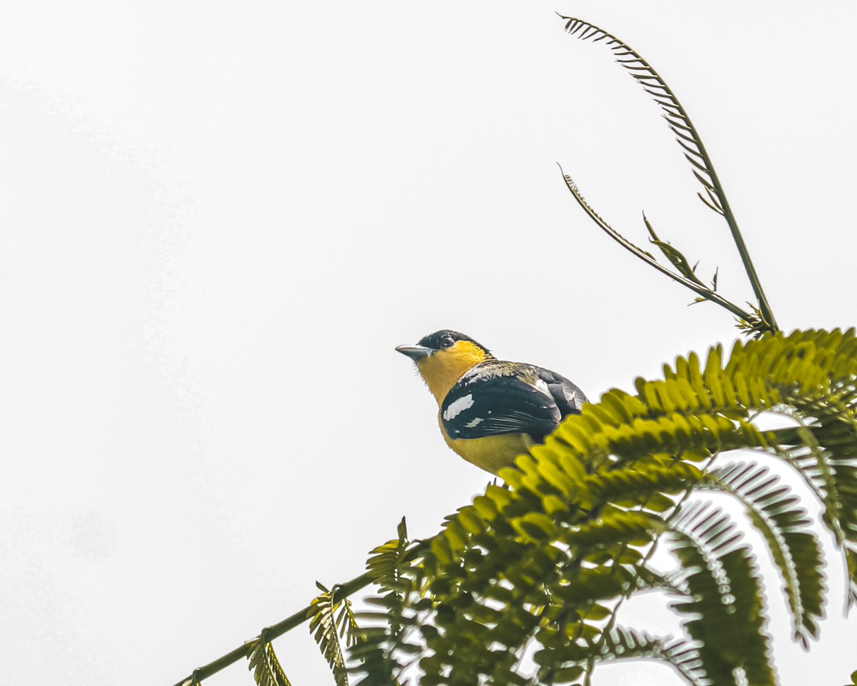 SoorajSurvashe's tweet image. Common Iora (  सुभग )

These birds are quite vocal and can produce a wide variety of calls. 

#commoniora #dragonbreath #bird 
#birdwatching #birds_of_instagram 
#birdphotography #birdsofprey #birdsofig 
#birds_captures #iora #indianbirds #indianphotographers #wild_wings_