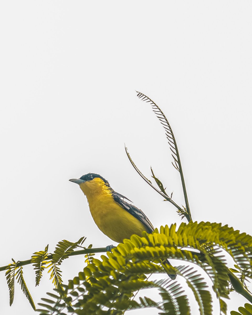 SoorajSurvashe's tweet image. Common Iora (  सुभग )

These birds are quite vocal and can produce a wide variety of calls. 

#commoniora #dragonbreath #bird 
#birdwatching #birds_of_instagram 
#birdphotography #birdsofprey #birdsofig 
#birds_captures #iora #indianbirds #indianphotographers #wild_wings_