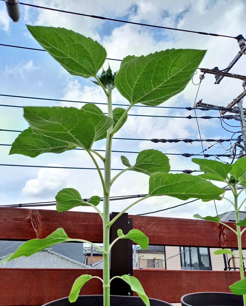 ひまわり成長過程