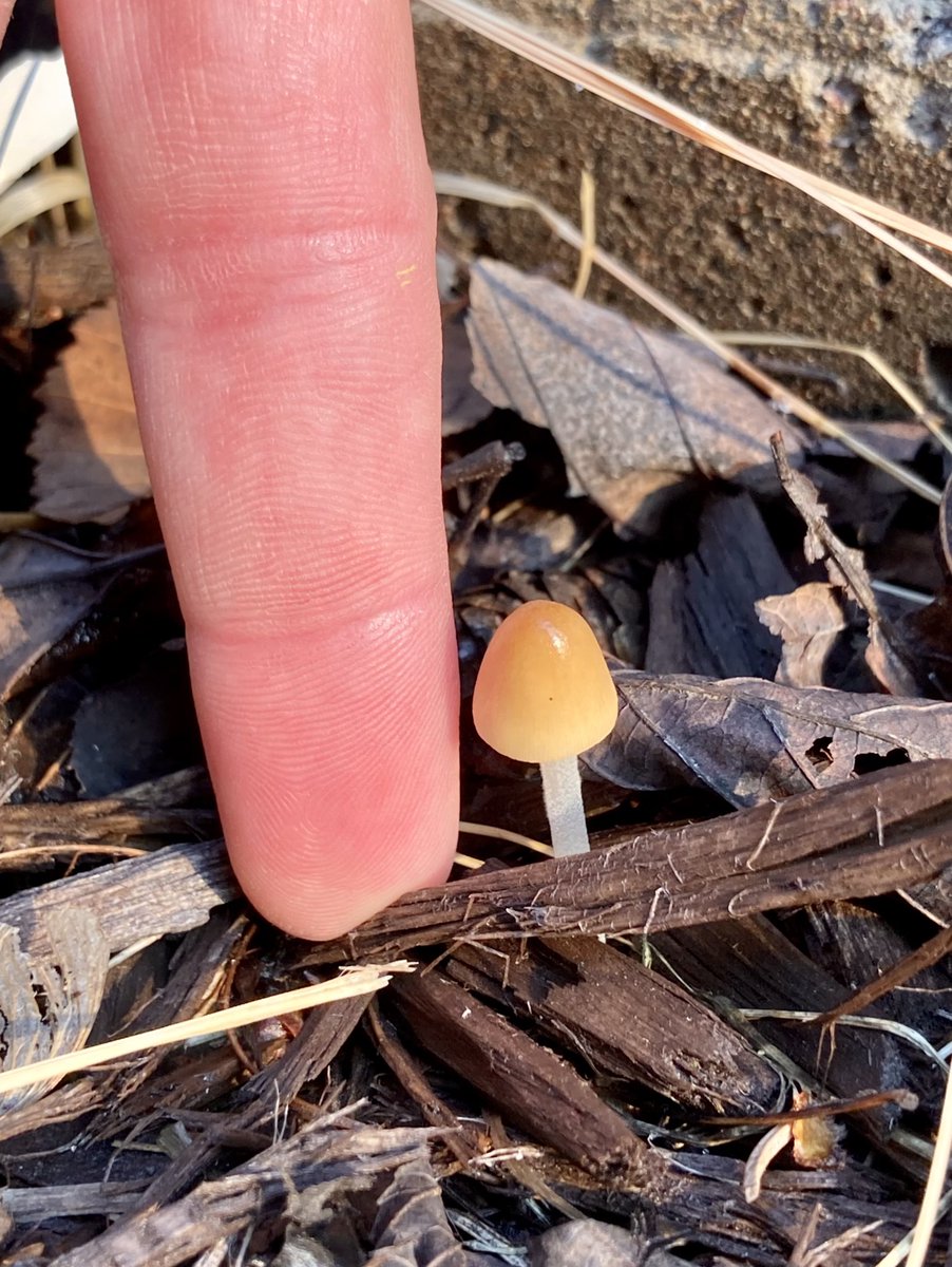 JunkerMolly's tweet photo. I found a very teeny tiny mushroom today and it was just nice to look at. Good job buddy, you cute. https://t.co/ZQ3MvN666b