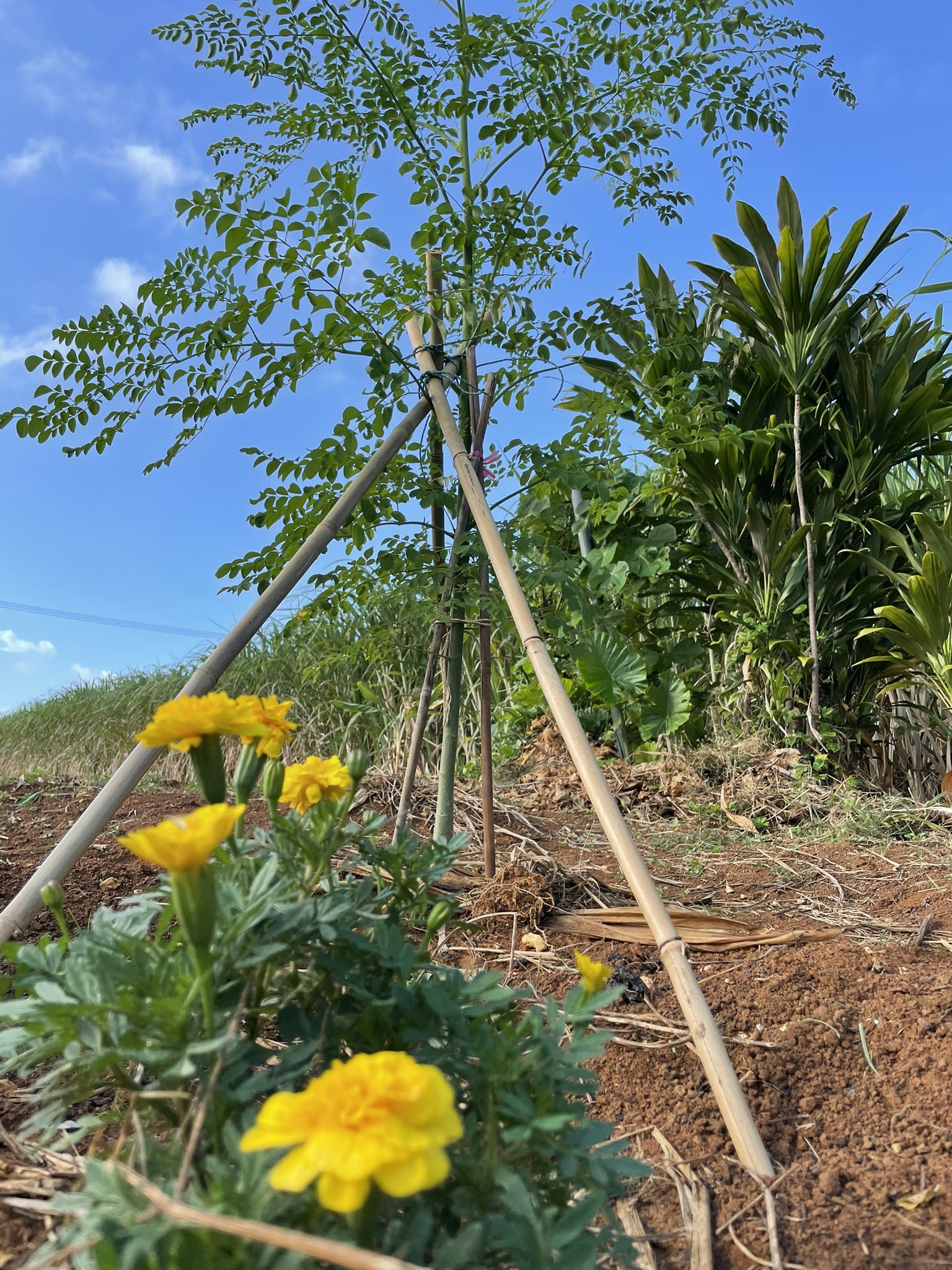 ミラクルツリー Twitter Search Twitter