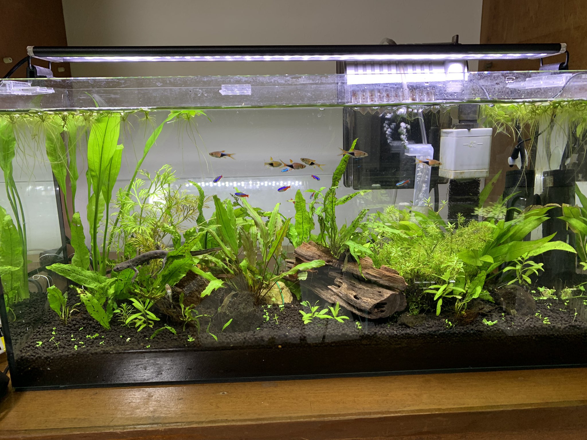 アカハライモリ 熱帯魚とイモリ混泳水槽 T Co Ncfinh2sqf Twitter