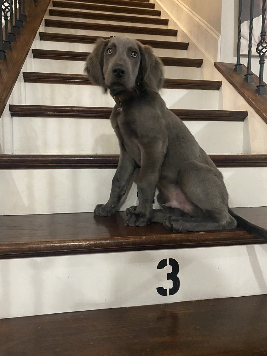 LifeOf_A_Kings's tweet photo. Oh yeah. Here is Goose. Twitter debut https://t.co/7Z8IZF8i5y