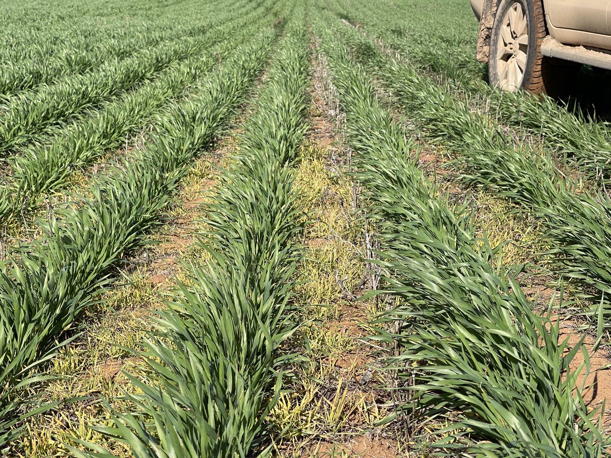 rick_rundell's tweet image. #commodus on 2020 deep ripped Lupins for Barley Grass phase management