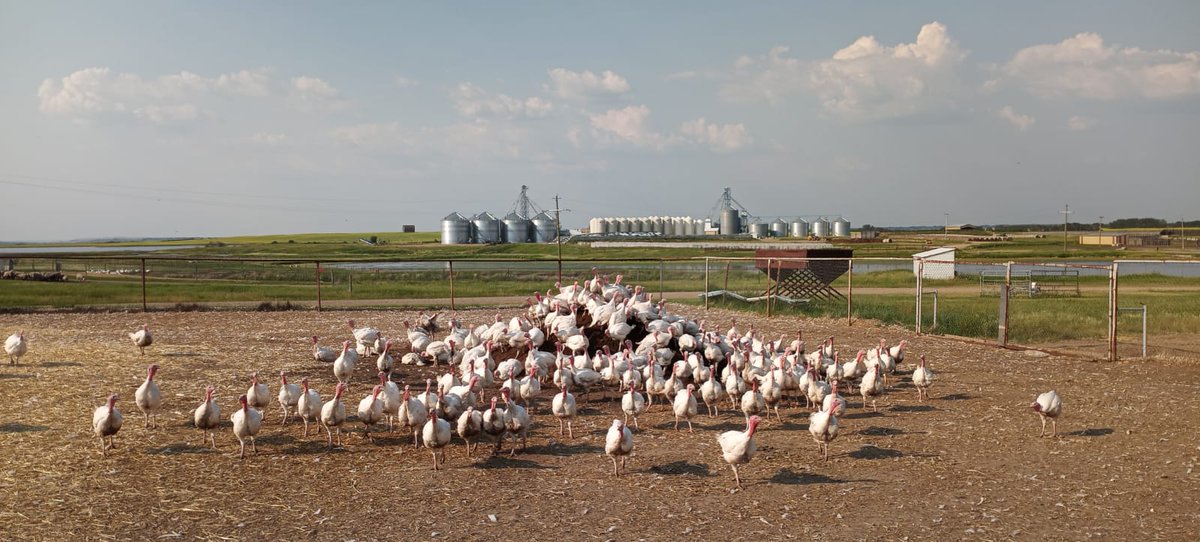 ColonyViking's tweet photo. Turkeys are so comfortable,enjoying the sunshine 🌞bet they wish they could fly! 😃😊 https://t.co/lvDLZW2khZ