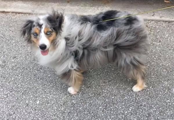 A2Slayden's tweet photo. Folks around Carrolton GA please be on the look out for a missing family member: Spinner, the blue merle. Chipped, Blue eyes (one with a brown wedge). Escaped around Clem Lowell rd https://t.co/oPtDvpacLe