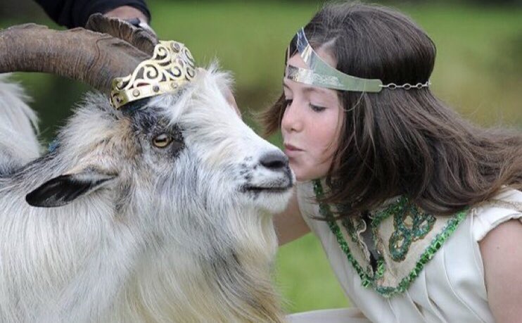 A ‘poc’ is an Irish he-goat, &amp; at Puck Fair in Co. Kerry, in early Aug, a goat is crowned king by a young queen, &amp; then worshipped over 3 days of festivities. Perhaps linked to #Lughnasa, it is hoped the goat as a symbol of fertility will bring a good harvest. #FolkloreThursday