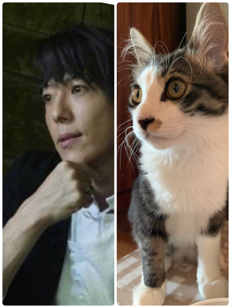 さくら君は男の子 A Twitter 親バカの誹りを覚悟して言いますけど ウチの王子 塩顔系イケメンじゃないですか 高橋一生 さんに塩顔系イケメン代表でご登場頂きました ネコチャンが来るかもしれないボタン ネコチャンカワイイ ねこのいる暮らし