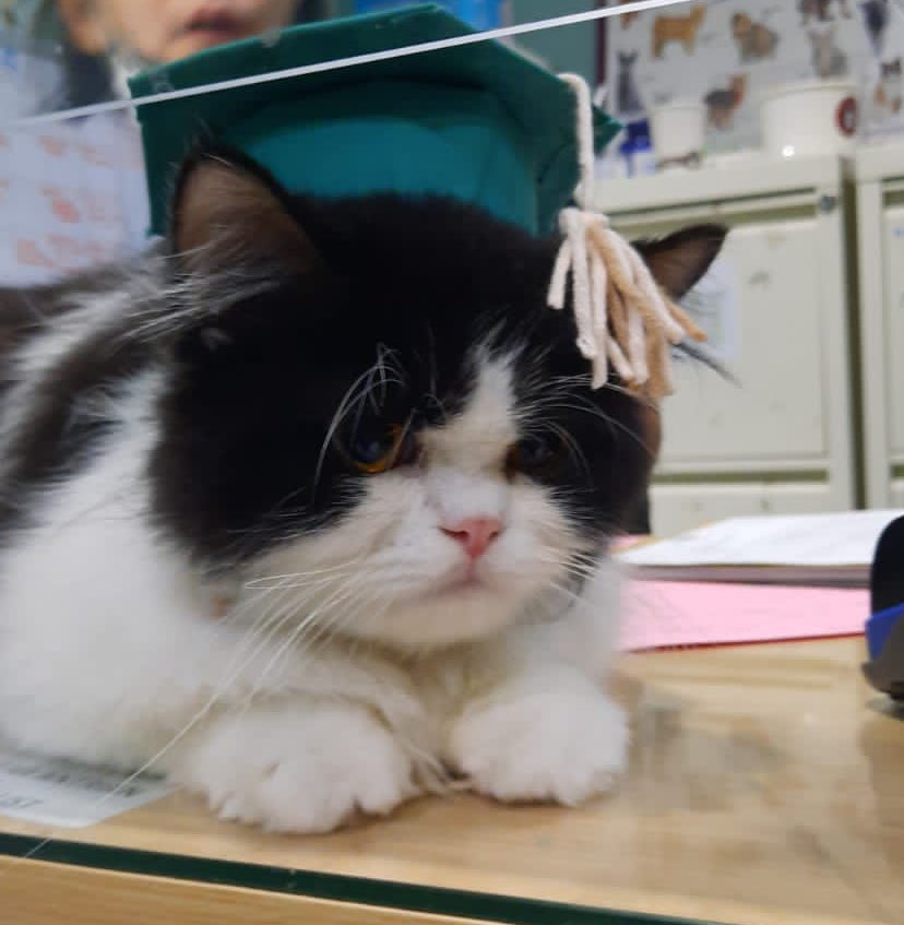 미원 Miwon FIP Survivor tweet media