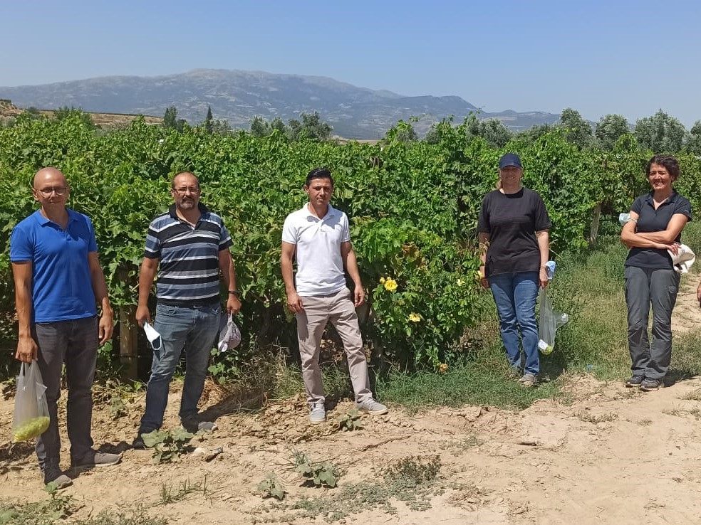 hasatveotesi's tweet photo. 🍇 #Sultaniye ve #Razaki #üzümlerinin kesim ve #ihracat tarihinin belirlenmesi amacıyla Denizli ve Manisa'da bulunan bağlardan Ege Yaş Meyve Sebze İhracatçıları Birliğimizce numuneler alındı. https://t.co/GkRb22agvI
