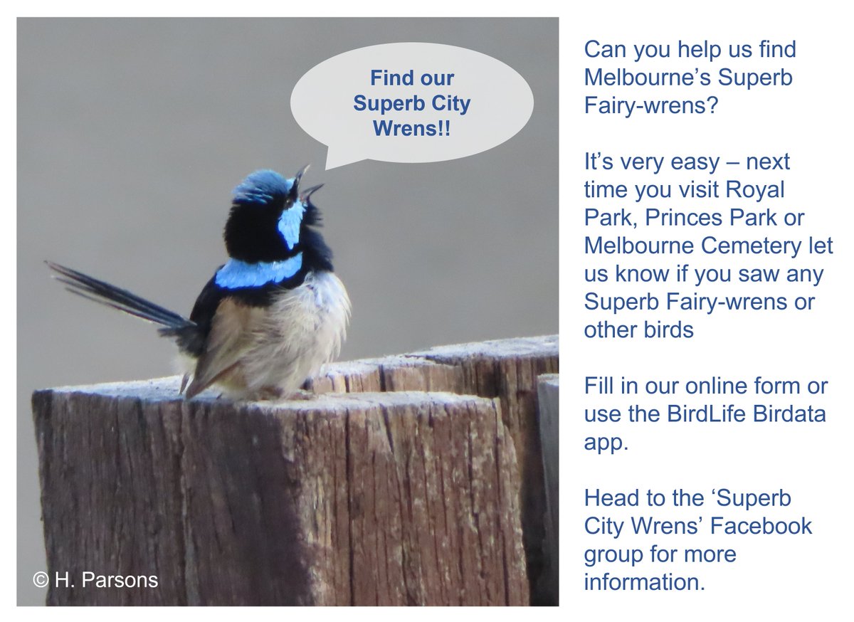 HollyKirk's tweet photo. Melbourne! Celebrate coming out of #Lockdown5 by going in search of some Superb Fairy-wrens!
🐦
@cityofmelbourne @BirdlifeOz @UniMelb &amp; @RMIT  are working together on #SuperbCityWrens project - how to help little birds in the big city, and we need YOU!
👀
https://t.co/qrOMkVf73I https://t.co/rKJRmUBAXL