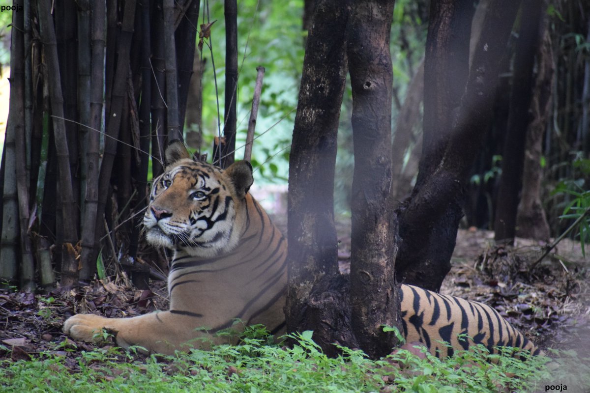 #GlobalTigerDay #Tiger #wild #wildlife #Luv4Wilds #nature #IndiAves #ThePhotoHour #BBCWildlifePOTD #InternationalTigerDay2021 #Tigers #tigerday #tigerday2021