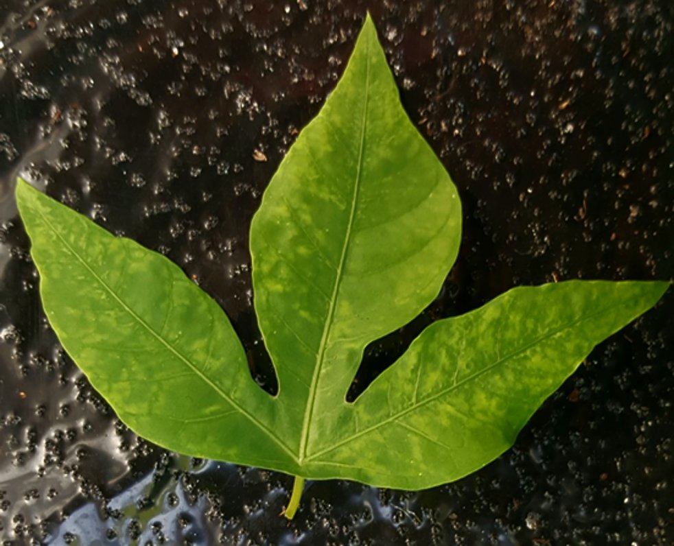 SamarSheat's tweet photo. 4.#Cassava common #mosaic virus #CsCMV, #ssRNA #virus of the genus #Potexvirus
widely distributed in #South America and easily transmitted mechanically from cassava to cassava.
@DrStephanWinte1
@Leibniz_DSMZ_en https://t.co/Ow2Fl9ieq2