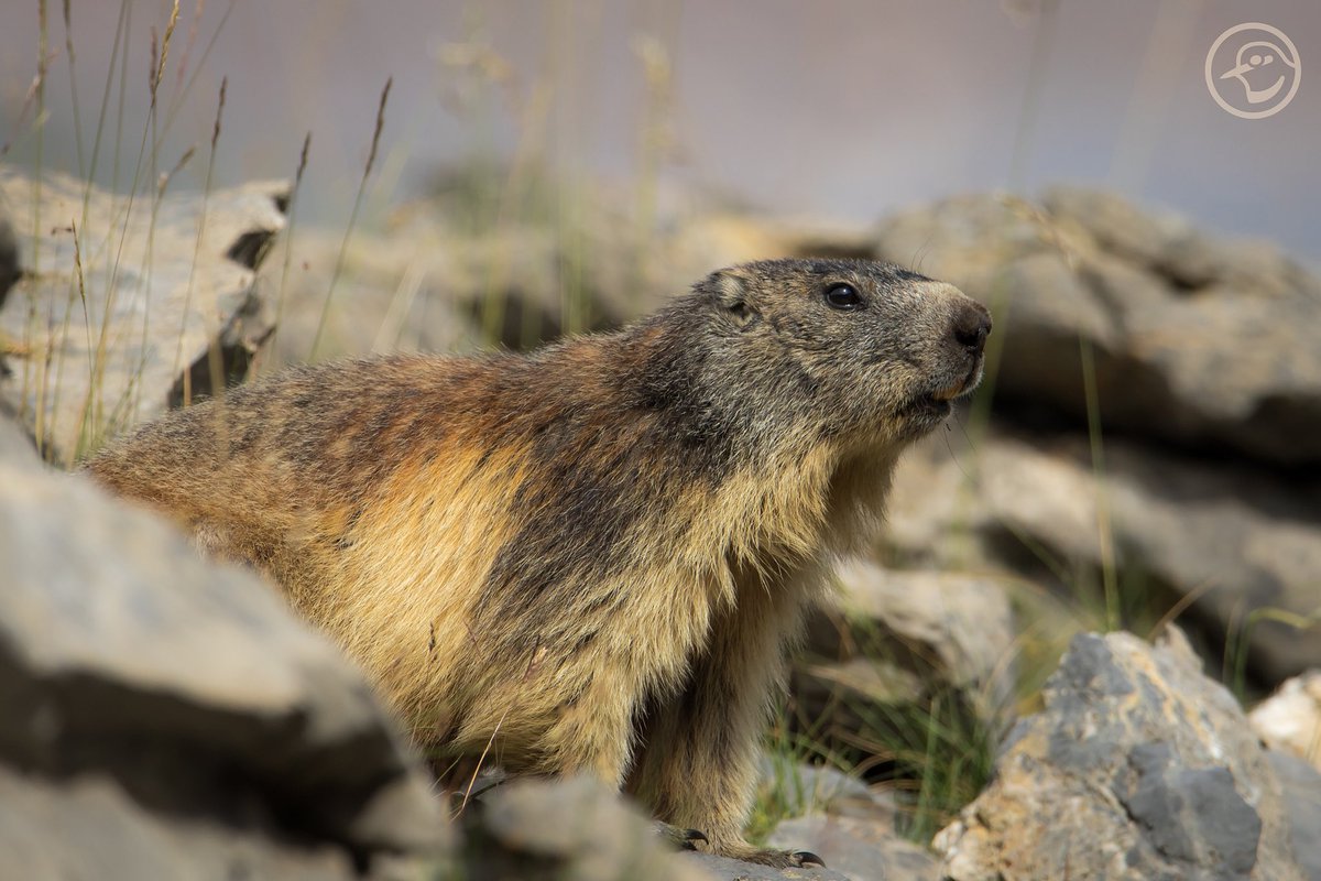 YaninaMaggiotto's tweet photo. Los guardianes de los prados alpinos 😍
#goriz #pirineoaragones #pirineos #aragon #wildwatching #wildlife #marmota 
@VisitNatura @SwarovskiOptik https://t.co/s0LIkkQU6g