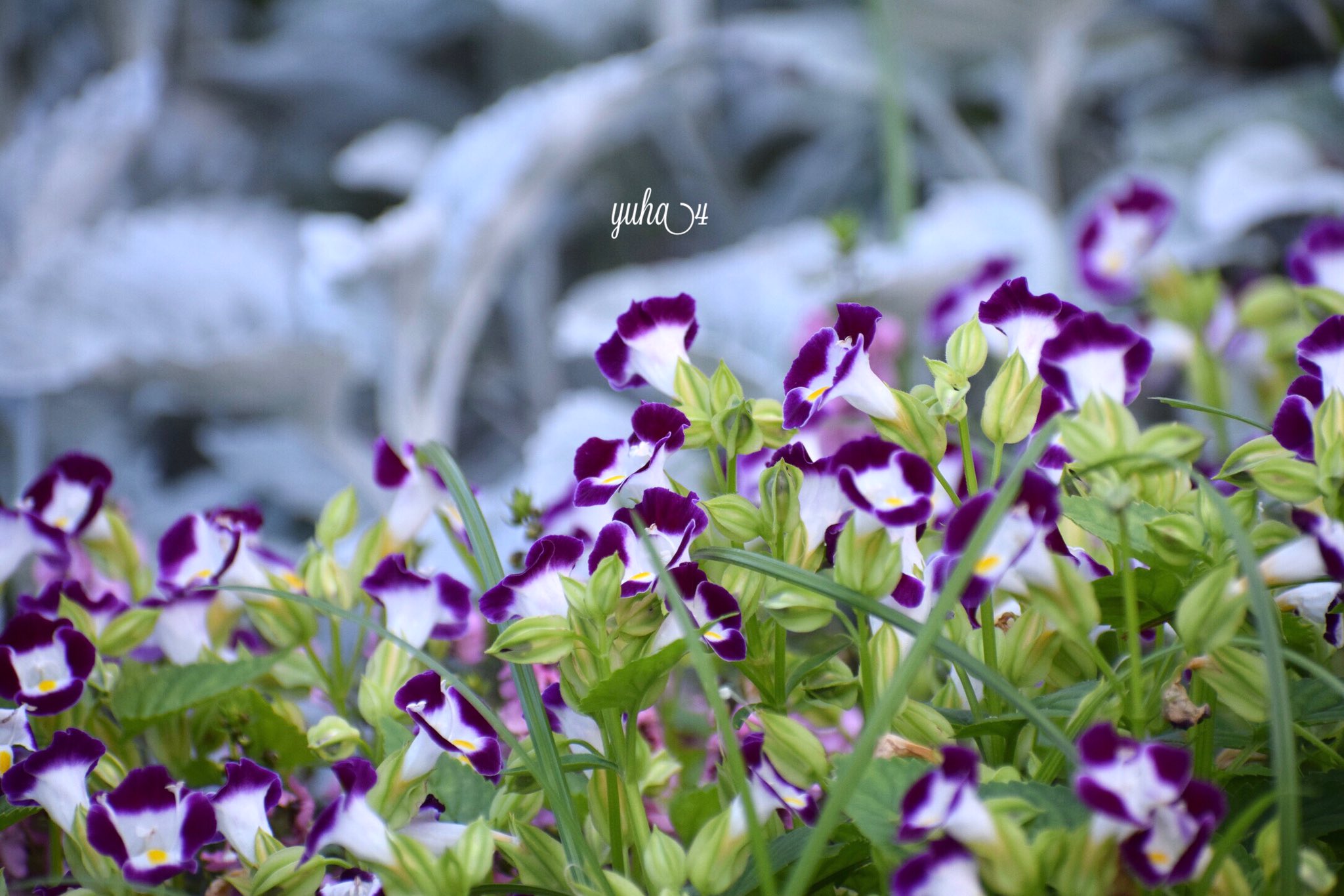 Yuha4 今日もお疲れ様でした トレニア 花言葉は ひらめき 遊さん歩 日比谷公園 トレニア 花言葉 ひらめき Tlを花でいっぱいにしよう ファインダー越しの私の世界 T Co 3lgwllw4kf Twitter