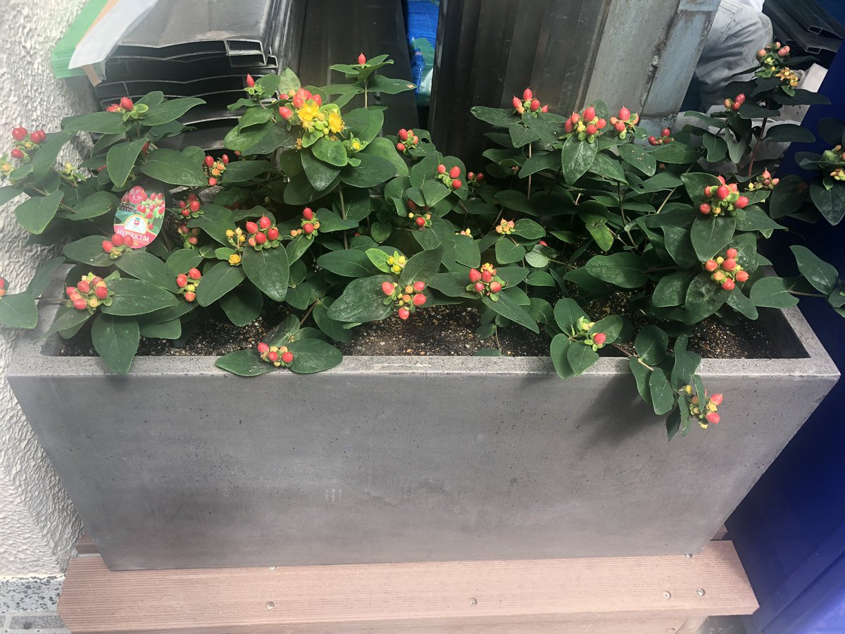 sanwatrading's tweet photo. 会社に花壇が出来ました。

 #ヒペリカム #大きくなぁれ https://t.co/Acf2BnqUVv