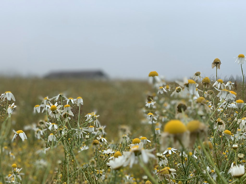 This year camomile ends in the mist.