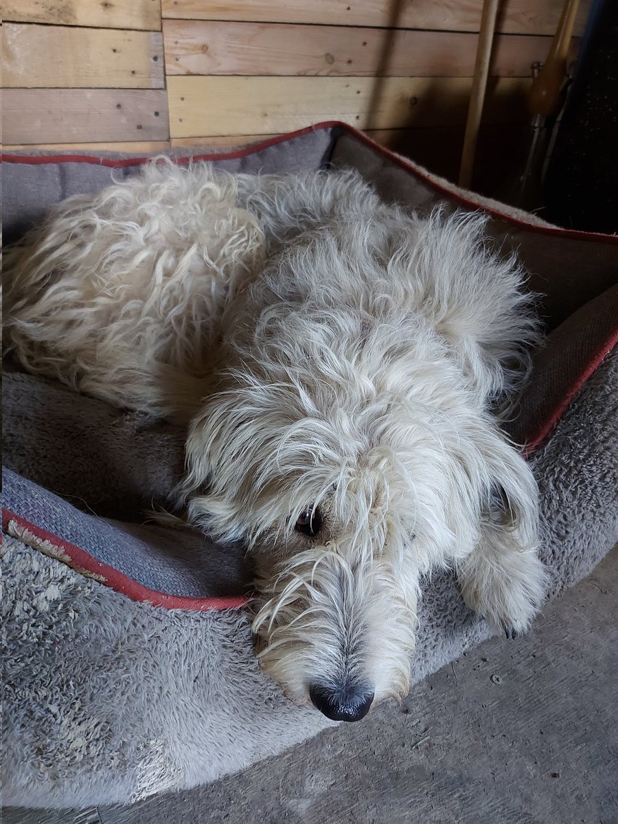 tony_figueroa__'s tweet photo. 1/2
Hello
I want to introduce our project life in  the Meadow 
we are 4 friends/hippies😅/animals lovers
we rescue animals and give them love and care in our Meadow

if you want to help with few #BTC bucks 🙏🏼

bc1qe2hae5fq447rw095krcwwmamwrwy0plkkrw8as

@coinkit_ com 5 100 BTC https://t.co/WvQpsg5dBs