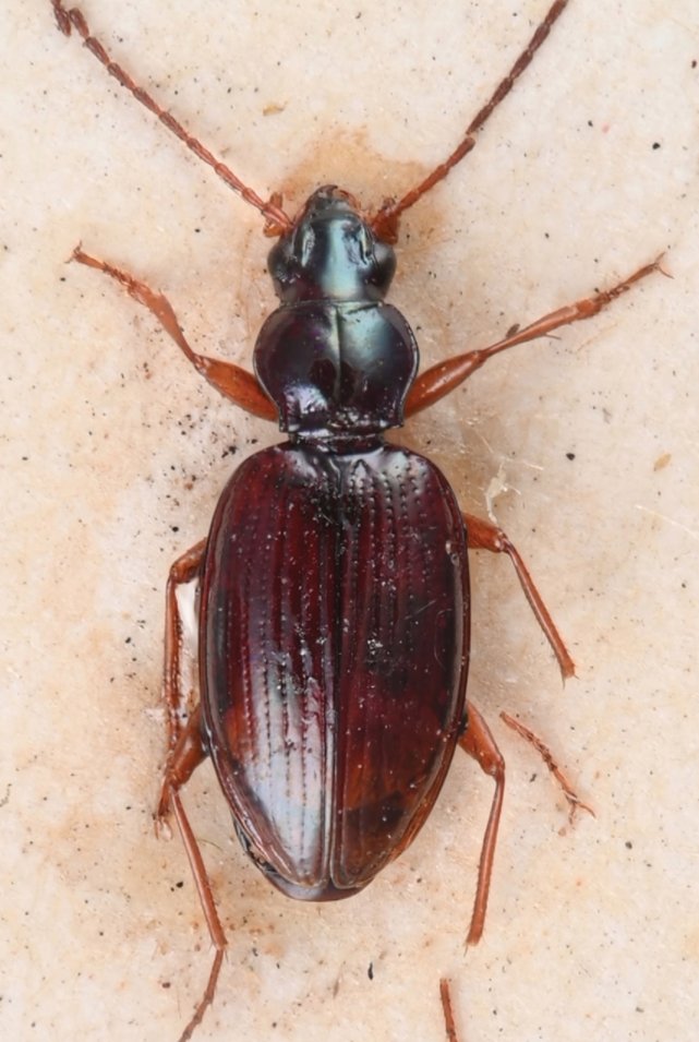 ZooKeys_Journal's tweet photo. Corrections to the section of ground #beetle subtribe Bembidiina in the 2017 ‘Catalogue of Palaearctic #Coleoptera’ features 5 synonyms, 9 new combinations & geographic updates.
🔓Study: https://t.co/xAPkqHCa5u #Carabidae #Taxonomy #Systematics #Entomology #ZK44 https://t.co/xG7wZYhY4V