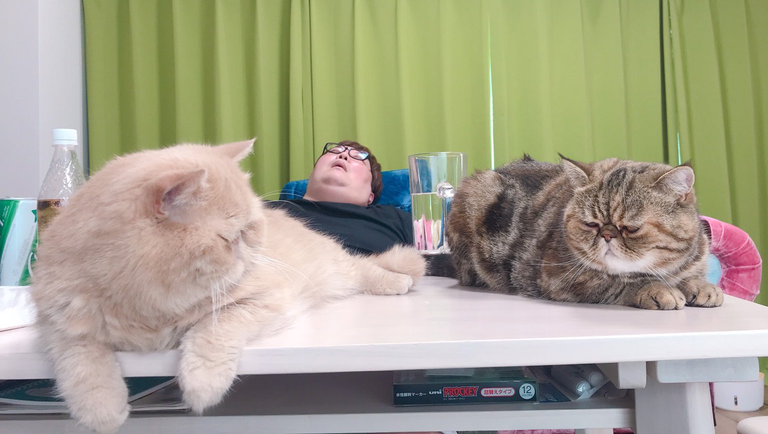 デカキン デカキンが寝てる時に猫同士で会話してたみたいです 何て言ってたと思いますか T Co Pvc7pdaid0 Twitter