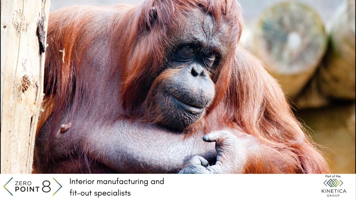 When we heard about an opportunity to adopt Jazz, a Bornean Orangutan, we were delighted to offer our support  to Dudley Zoo to help them maintain the high standards of care they provide to the animals they look after.  #ourplanet #wecare #Dudley