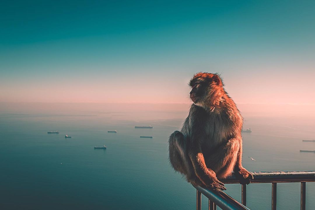 visit_gibraltar's tweet photo. Just keeping a watch over the bay. 
 📷 @ralfostar

 #VisitGibraltar #Gibraltar #TimeToBeEnlightened https://t.co/kXf1XZcbA8