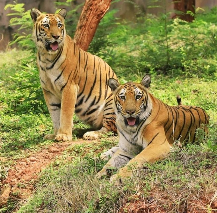 vizagzoo_igzp's tweet photo. Hey guys!
Here we are with our Royal Bengal Tiger keeper, as we celebrate Global Tigers  Day, July 29, 2021.
keeper shared his observations and behaviour of Tigers to the public 🐅🐯 during Animal keeper's Talk session.
#tigerday 
#keeperstalk https://t.co/4qsTz4OMO4