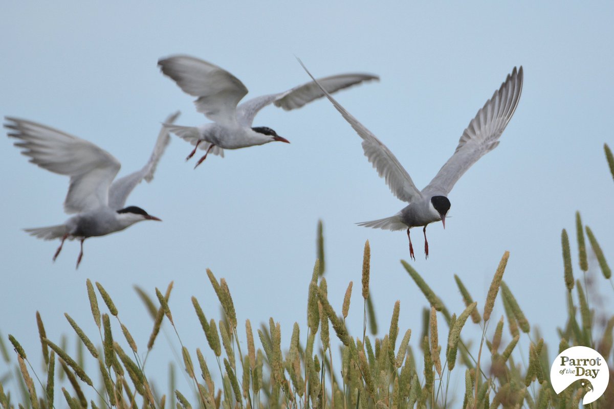 ParrotOfTheDay's tweet photo. #NotAParrot If yesterday was #Wrensday, surely that makes today... #Ternsday!
Whiskered and crested terns around the Naarm (Port Phillip Bay / greater Melbourne) area #ownpic https://t.co/xFZnuyFJtV