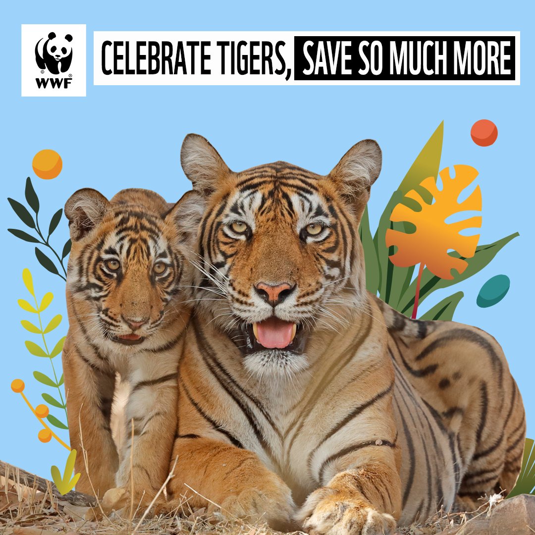 kaur_achint's tweet photo. Today is #GlobalTigerDay , a time to celebrate the apex predator and India's magnificent Royal Bengal Tiger. 
Join me and the @WWFINDIA  to help raise awareness and save the roar together!

To donate:  https://t.co/8kPEMrunxw

#tigerday #GTD2021 #wwfindia #savethetigers https://t.co/TWFsXBBDrk