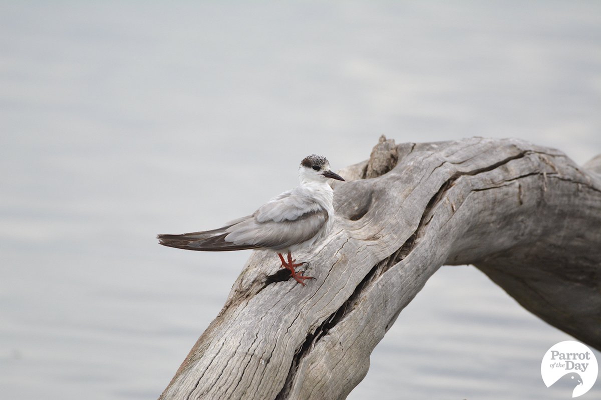 ParrotOfTheDay's tweet photo. #NotAParrot If yesterday was #Wrensday, surely that makes today... #Ternsday!
Whiskered and crested terns around the Naarm (Port Phillip Bay / greater Melbourne) area #ownpic https://t.co/xFZnuyFJtV