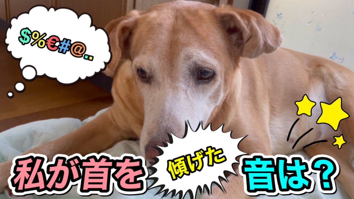 犬が首を傾げる音 Twitter Search Twitter