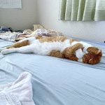 在宅勤務してる横でファラオが安らかに眠っているのでもう仕事やめてピラミッド作ろうかな。 pic.tw…